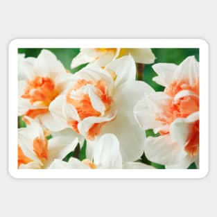 Narcissus  &#39;Replete&#39;    Division 4 Double Daffodil Sticker